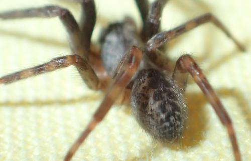 Segestria florentina